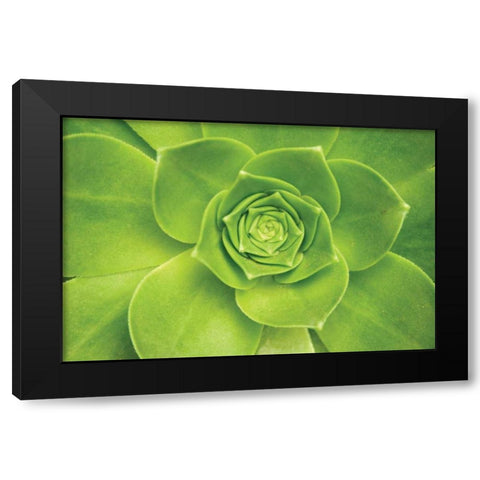 Succulent II Black Modern Wood Framed Art Print with Double Matting by Millet, Karyn
