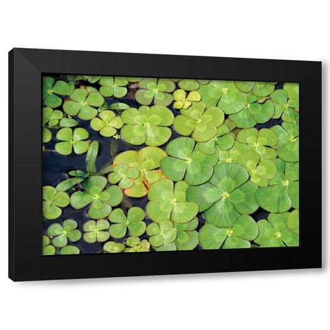 Lily Pads Black Modern Wood Framed Art Print by Millet, Karyn