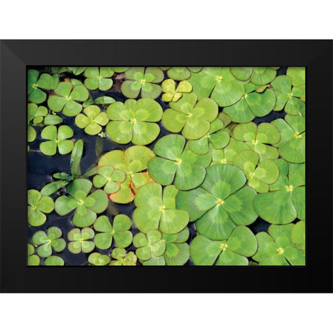 Lily Pads Black Modern Wood Framed Art Print by Millet, Karyn