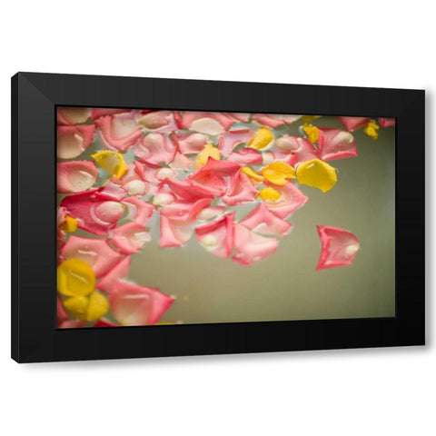 Rose Petals Black Modern Wood Framed Art Print with Double Matting by Millet, Karyn