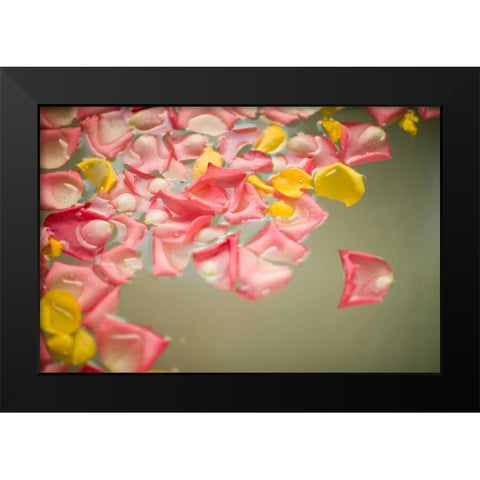 Rose Petals Black Modern Wood Framed Art Print by Millet, Karyn