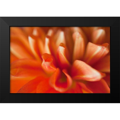 Orange Dahlia Black Modern Wood Framed Art Print by Millet, Karyn