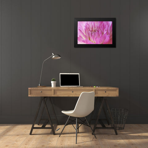 Pink Dahlia Black Modern Wood Framed Art Print by Millet, Karyn