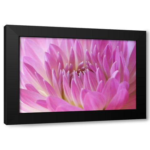 Pink Dahlia Black Modern Wood Framed Art Print with Double Matting by Millet, Karyn