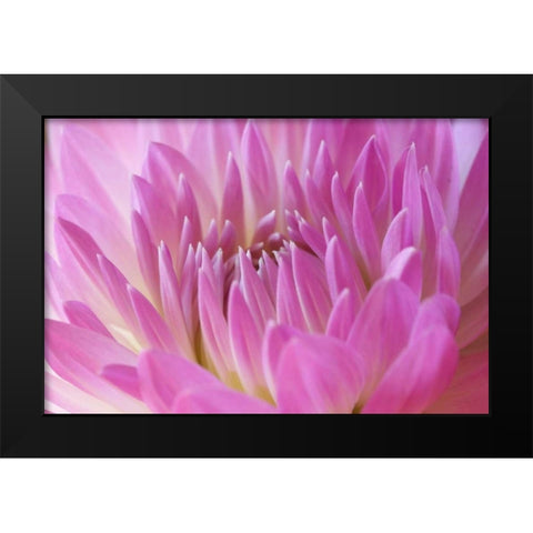 Pink Dahlia Black Modern Wood Framed Art Print by Millet, Karyn