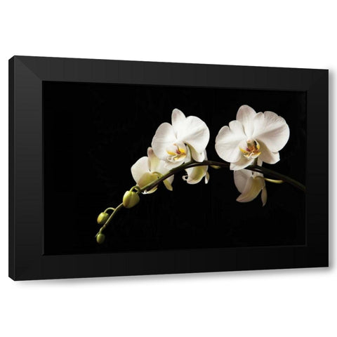 Orchid on Black Black Modern Wood Framed Art Print by Millet, Karyn