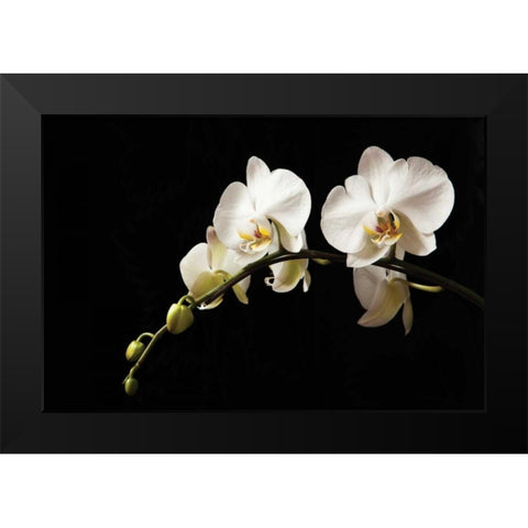 Orchid on Black Black Modern Wood Framed Art Print by Millet, Karyn