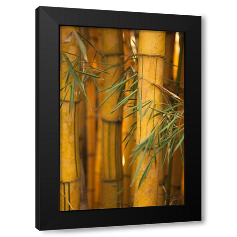 Bamboo II Black Modern Wood Framed Art Print by Millet, Karyn