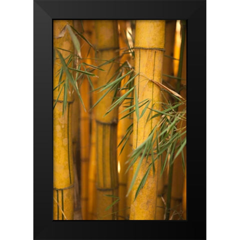 Bamboo II Black Modern Wood Framed Art Print by Millet, Karyn