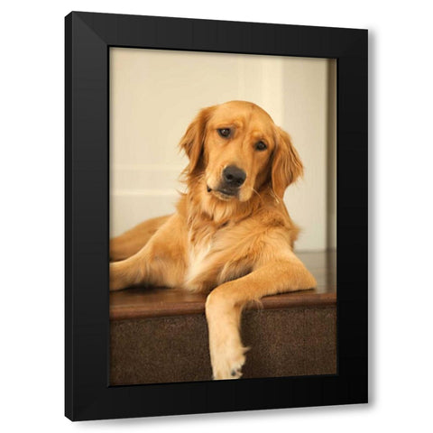 Goldie II Black Modern Wood Framed Art Print by Millet, Karyn
