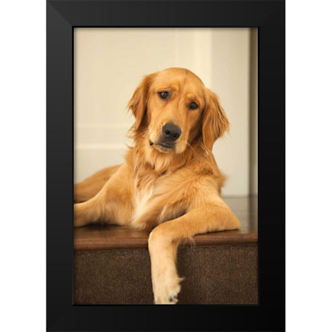 Goldie II Black Modern Wood Framed Art Print by Millet, Karyn