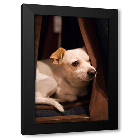 Napping Black Modern Wood Framed Art Print by Millet, Karyn