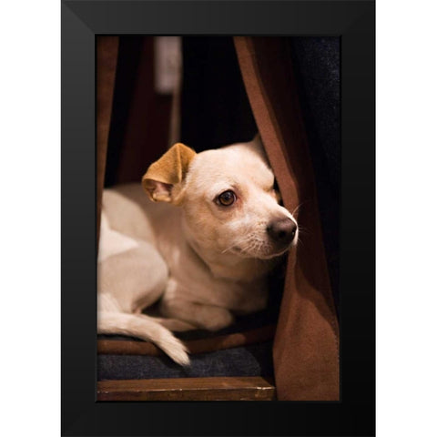 Napping Black Modern Wood Framed Art Print by Millet, Karyn