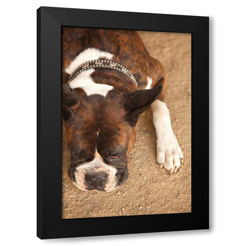 Boxer Black Modern Wood Framed Art Print by Millet, Karyn