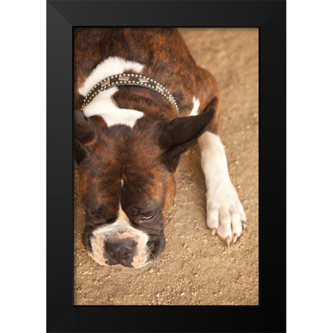 Boxer Black Modern Wood Framed Art Print by Millet, Karyn