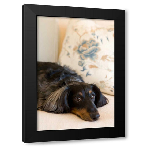 Dachshund Black Modern Wood Framed Art Print with Double Matting by Millet, Karyn
