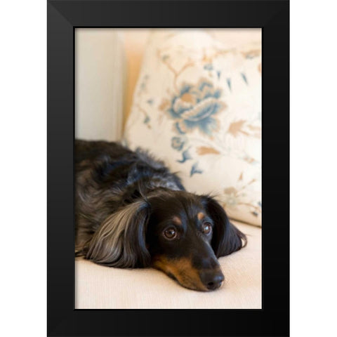 Dachshund Black Modern Wood Framed Art Print by Millet, Karyn