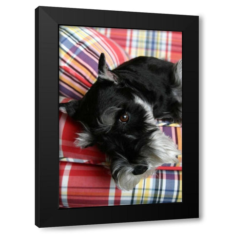 Schnauzer Black Modern Wood Framed Art Print by Millet, Karyn