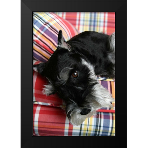 Schnauzer Black Modern Wood Framed Art Print by Millet, Karyn