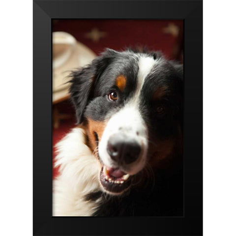 Ranch Dog Black Modern Wood Framed Art Print by Millet, Karyn
