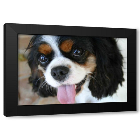 King Charles Spaniel Black Modern Wood Framed Art Print with Double Matting by Millet, Karyn