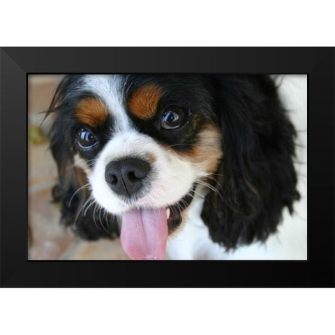 King Charles Spaniel Black Modern Wood Framed Art Print by Millet, Karyn