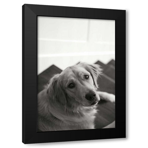 Goldie I Black Modern Wood Framed Art Print with Double Matting by Millet, Karyn