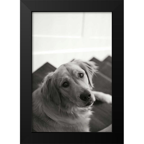Goldie I Black Modern Wood Framed Art Print by Millet, Karyn
