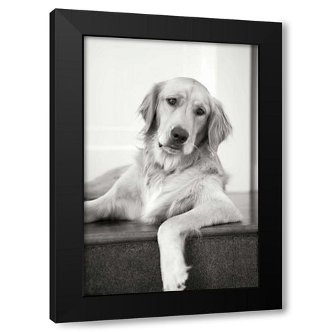 Goldie II Black Modern Wood Framed Art Print with Double Matting by Millet, Karyn