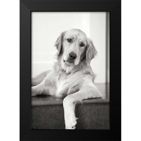 Goldie II Black Modern Wood Framed Art Print by Millet, Karyn