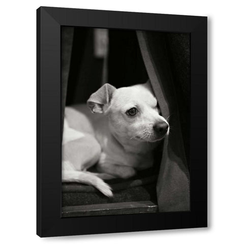 Napping Black Modern Wood Framed Art Print with Double Matting by Millet, Karyn