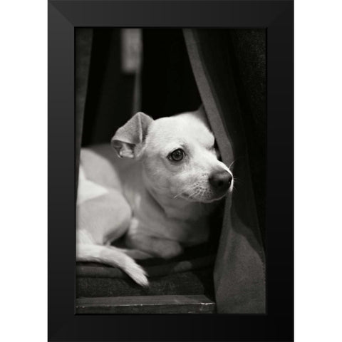 Napping Black Modern Wood Framed Art Print by Millet, Karyn