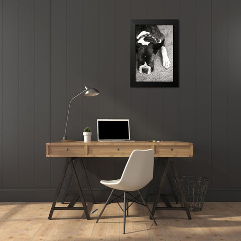 Boxer Black Modern Wood Framed Art Print by Millet, Karyn