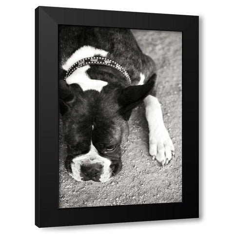 Boxer Black Modern Wood Framed Art Print with Double Matting by Millet, Karyn