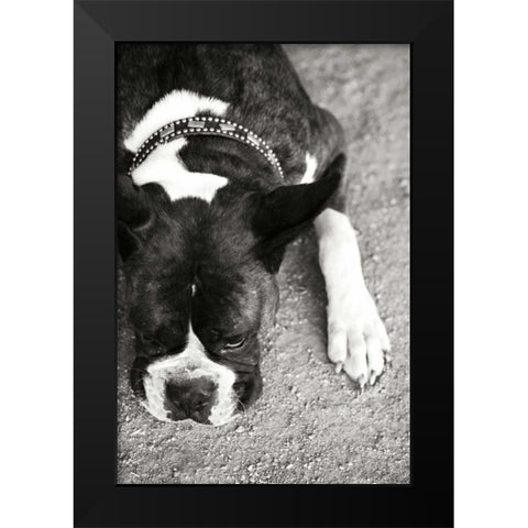 Boxer Black Modern Wood Framed Art Print by Millet, Karyn