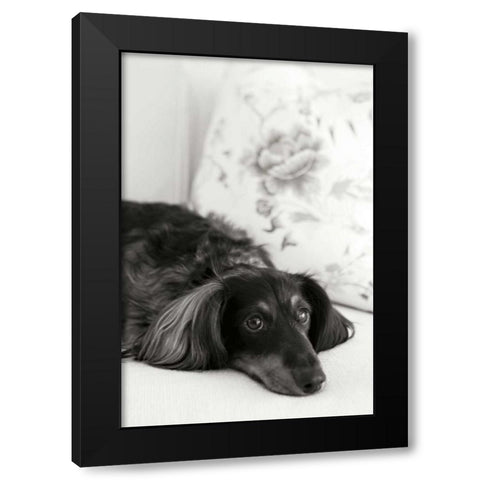 Dachshund Black Modern Wood Framed Art Print by Millet, Karyn
