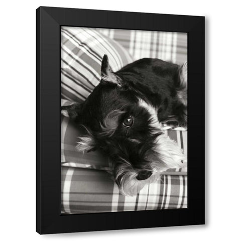 Schnauzer Black Modern Wood Framed Art Print by Millet, Karyn