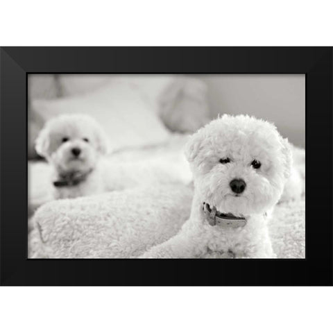Bichons Black Modern Wood Framed Art Print by Millet, Karyn
