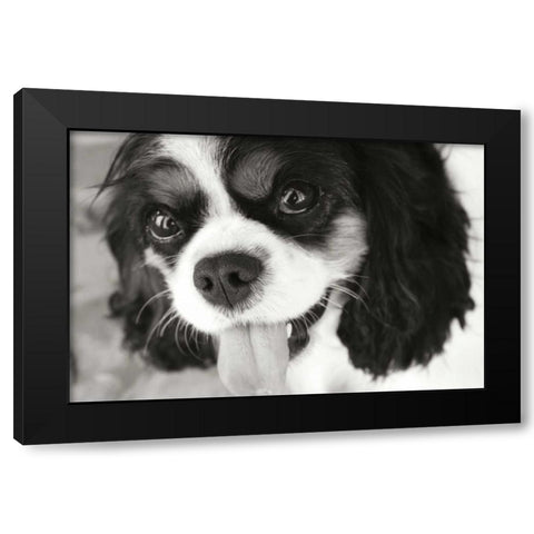 King Charles Spaniel Black Modern Wood Framed Art Print with Double Matting by Millet, Karyn