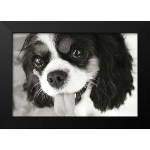 King Charles Spaniel Black Modern Wood Framed Art Print by Millet, Karyn