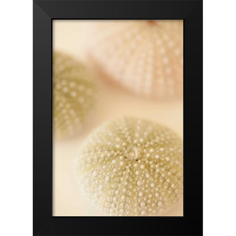 Ocean Treasures III Black Modern Wood Framed Art Print by Millet, Karyn