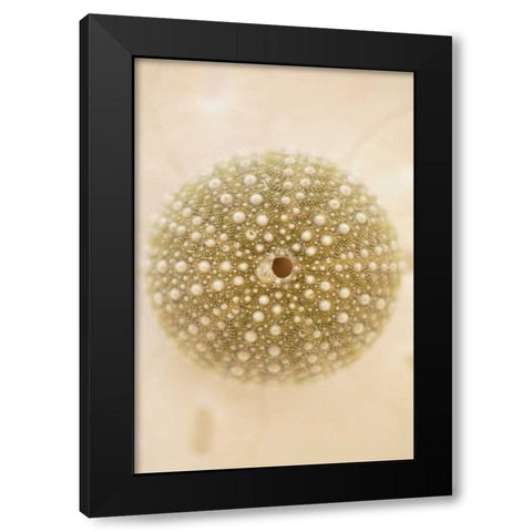 Ocean Treasures IV Black Modern Wood Framed Art Print with Double Matting by Millet, Karyn
