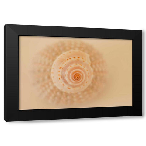 Ocean Treasures XI Black Modern Wood Framed Art Print by Millet, Karyn