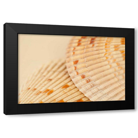 Ocean Treasures XIII Black Modern Wood Framed Art Print by Millet, Karyn