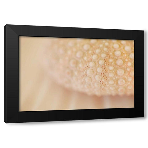 Ocean Treasures XV Black Modern Wood Framed Art Print with Double Matting by Millet, Karyn