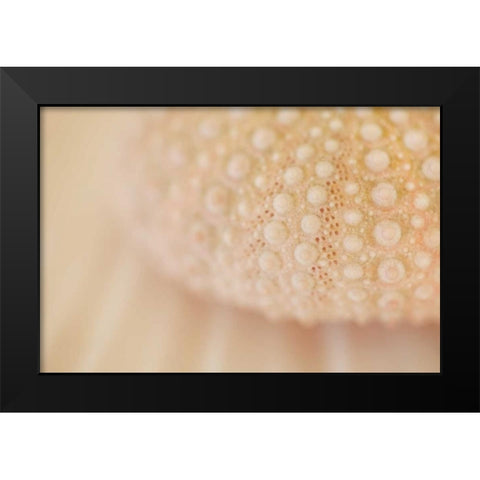 Ocean Treasures XV Black Modern Wood Framed Art Print by Millet, Karyn