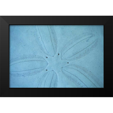 Sand Dollar I Black Modern Wood Framed Art Print by Millet, Karyn