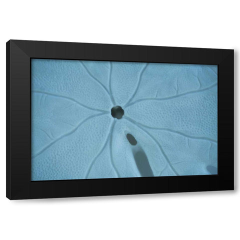 Sand Dollar II Black Modern Wood Framed Art Print by Millet, Karyn