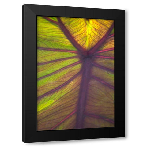 Sun in the Leaves I Black Modern Wood Framed Art Print by Millet, Karyn