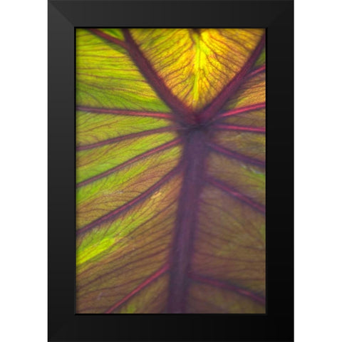 Sun in the Leaves I Black Modern Wood Framed Art Print by Millet, Karyn